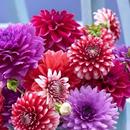 Dahlia Flower Wallpaper Hd APK