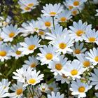 Daisy Wallpapers-icoon