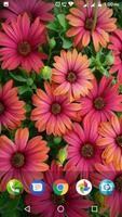 Daisy Wallpapers screenshot 3