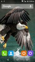 Eagle Wallpapers Hd Affiche