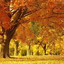 Fall Wallpaper Hd APK