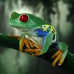 ”Frog Wallpaper