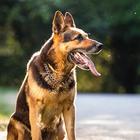 German Shepherd Dog Wallpaper icône