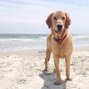 Golden Retriever Dog Wallpaper APK