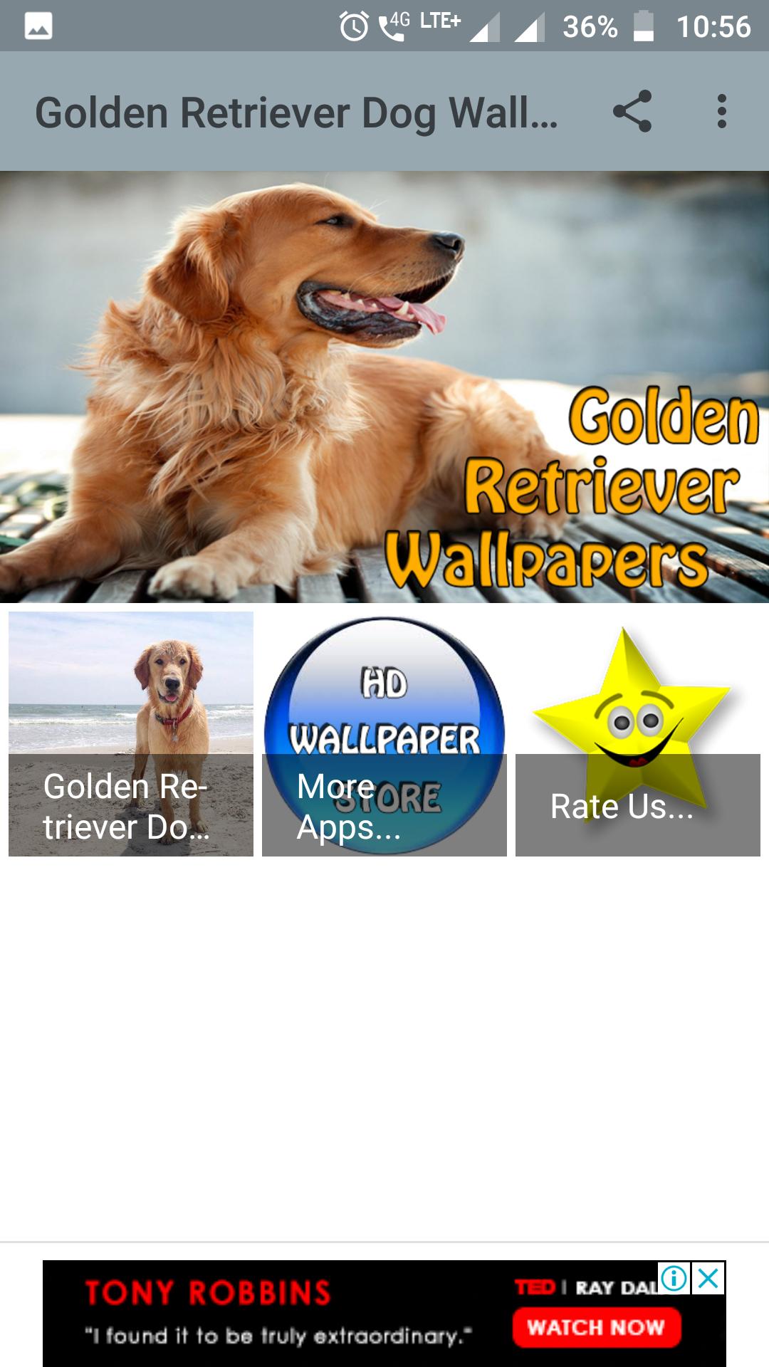 Golden Retriever Dog Wallpaper for Android - APK Download