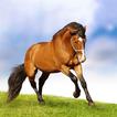 Horse Hd Wallpaper