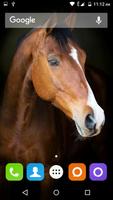 Horse Hd Wallpaper 스크린샷 3