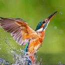 Kingfisher Bird Wallpaper APK