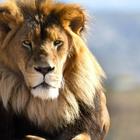 Lion Wallpapers HD أيقونة