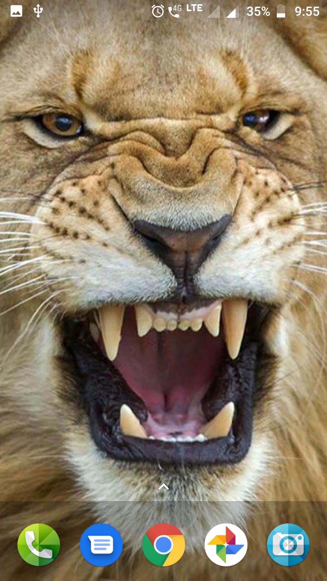 Lion Wallpapers HD APK pour Android Télécharger Lion Wallpapers HD APK pour Android Télécharger