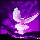 Purple Hd Wallpapers أيقونة