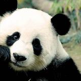 Panda Wallpaper HD Zeichen
