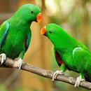 Parrot Wallpaper Hd-APK