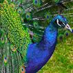 Peacock Wallpaper