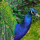 Peacock Wallpaper APK