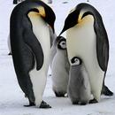Penguin Wallpaper APK