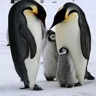 Penguin Wallpaper-icoon