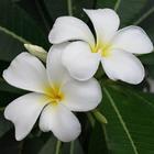 ikon Plumeria Wallpaper