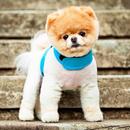 Pomeranian Dog Wallpaper Hd APK