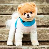 Pomeranian Dog Wallpaper Hd आइकन