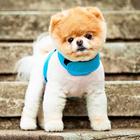 Pomeranian Dog Wallpaper Hd-icoon