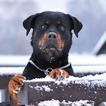 ”Rottweiler Dog Hd Wallpapers