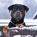 Rottweiler Dog Hd Wallpapers APK