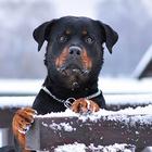 Rottweiler Dog Hd Wallpapers أيقونة