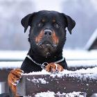 Rottweiler Dog Hd Wallpapers icône