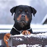 Rottweiler Dog Hd Wallpapers Zeichen