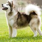 Siberian Husky Dog Wallpapers icon