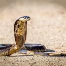 Snake Hd Wallpaper APK