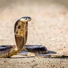 Snake Hd Wallpaper أيقونة