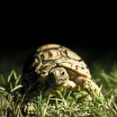 Turtle Wallpapers Hd APK