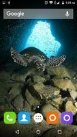 Turtle Wallpapers Hd screenshot 2