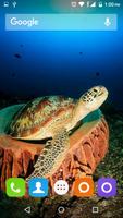 Turtle Wallpapers Hd screenshot 3