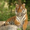 Tiger Hd Wallpapers APK