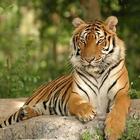 آیکون‌ Tiger Hd Wallpapers