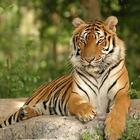 Tiger Hd Wallpapers आइकन