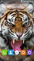 Tiger Hd Wallpapers Affiche