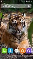 برنامه‌نما Tiger Hd Wallpapers عکس از صفحه