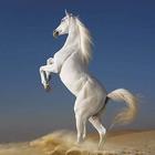 آیکون‌ White Horse Hd Wallpapers