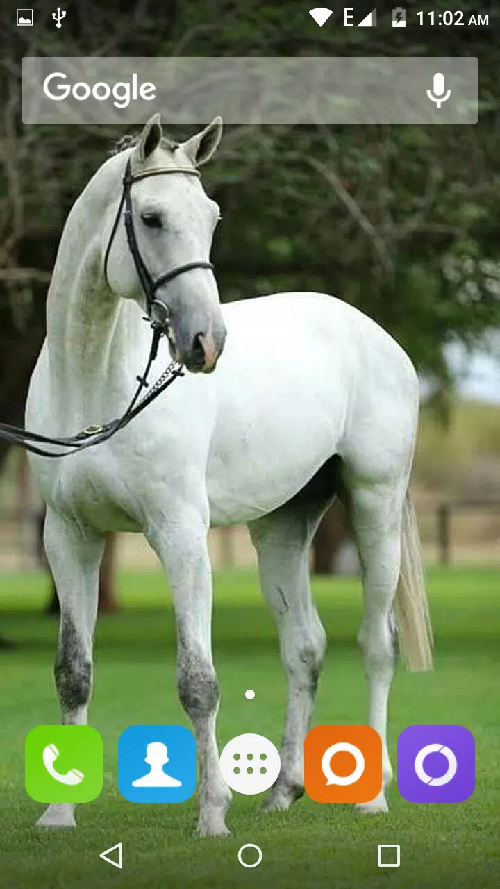 White Horse Hd Wallpapers APK for Android Download White Horse Hd Wallpapers APK for Android Download