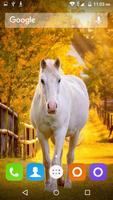 White Horse Hd Wallpapers poster