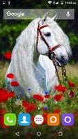 White Horse Hd Wallpapers 截圖 1