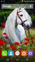White Horse Hd Wallpapers 截图 1