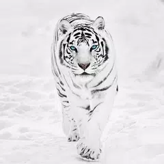 Descargar APK de White Tiger Wallpaper Hd