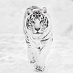 White Tiger Wallpaper Hd