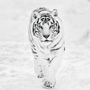 White Tiger Wallpaper Hd APK