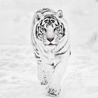 White Tiger Wallpaper Hd icône